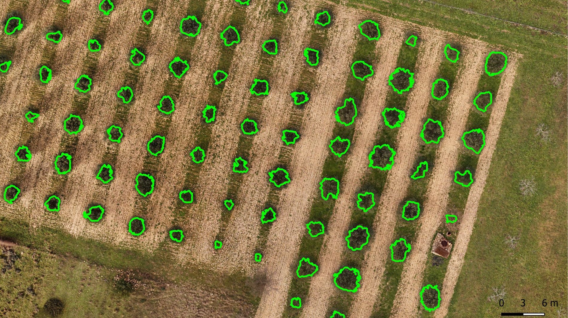 Orthophotographie avec des oliviers détourés en vert et ayant été détectés par analyse spatiale
