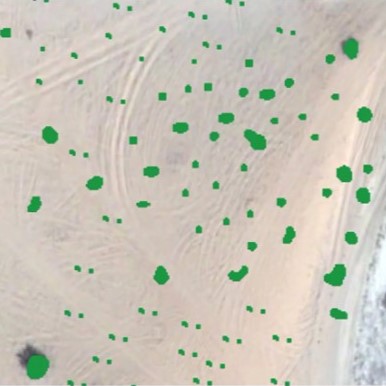 Image montrant la détection d'arbres en milieu aride