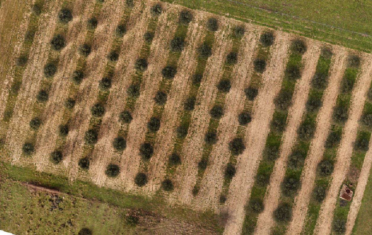 Orthophotographie d'une oliveraie